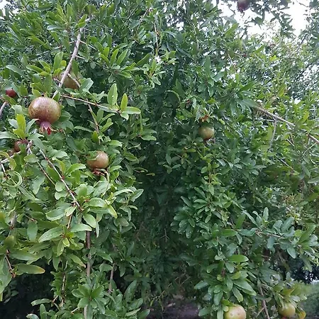 Turkuaz Antalya